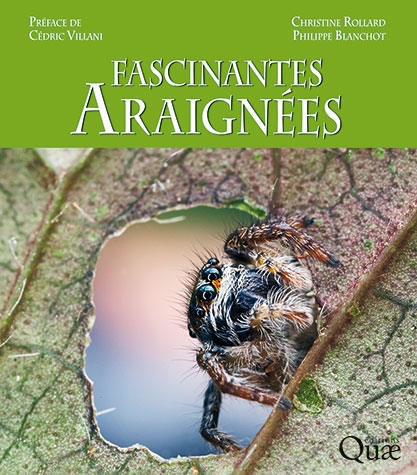 Portraits d'araignées