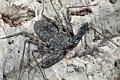 Amblypygi_7780
