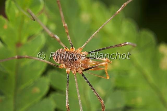 Opiliones_0431.JPG - France, Opiliones, Phalangiidae, Opilion ou Faucheux (Phalangium opilio), mâle, Common Harvestman