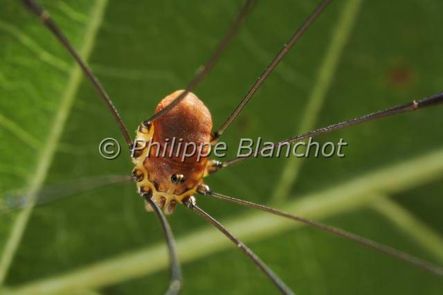 Opiliones_4449.JPG - France, Opiliones, Phalangiidae, Leiobuninae, Opilion ou Faucheux (Leiobunum blackwalli), Harvestman