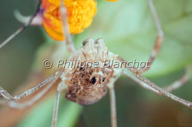 Opiliones_4606.JPG - France, Opiliones, Phalangiidae, Opilion ou Faucheux (Phalangium opilio), portrait, Common Harvestman