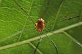 Opiliones_4443