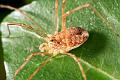 Opiliones_rilaena-1