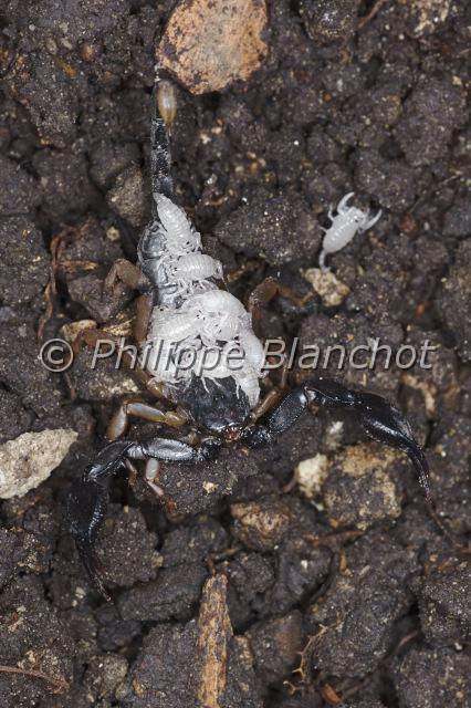 Scorpiones_1270.JPG - France, Hérault (34), Arachnida, Euscorpiidae, Scorpion noir à queue jaune (Euscorpius flavicaudis), femelle portant ses petits sur le dos, European yellow-tailed scorpion