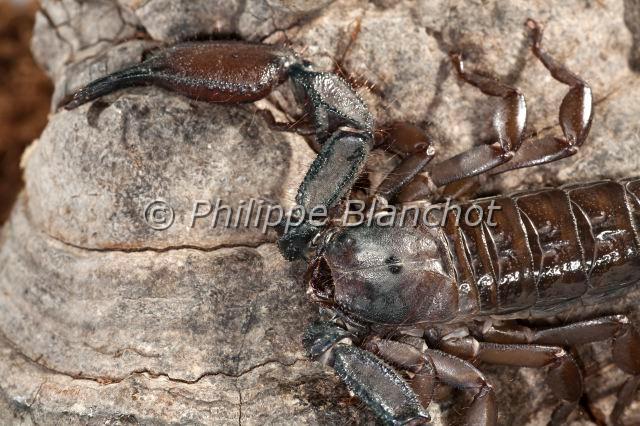 Scorpiones_7733.JPG - Afrique du Sud, Scorpiones, Hemiscorpiidae, Liochelinae, Scorpion plat des rochers (Hadogenes troglodytes), Flat Rock Scorpion