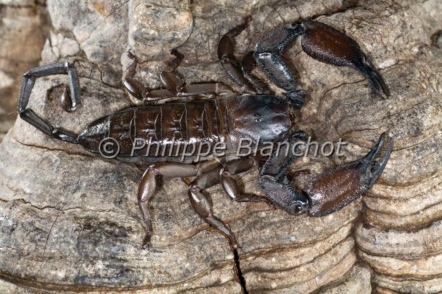 Scorpiones_7740.JPG - Afrique du Sud, Scorpiones, Hemiscorpiidae, Liochelinae, Scorpion plat des rochers (Hadogenes troglodytes), Flat Rock Scorpion