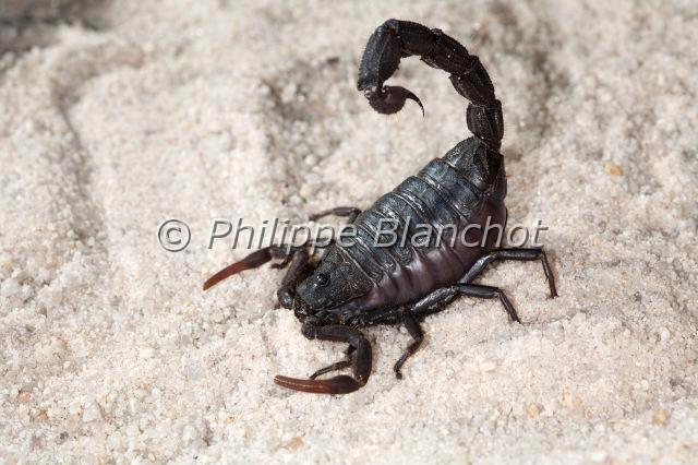 Scorpiones_7750.JPG - Afrique du Sud, Scorpiones, Buthidae, Scorpion noir sud-africain (Parabuthus transvaalicus), Black Tail Scorpion or Black Tail Spitting Scorpion, in "Portraits d'araignées" de Christine Rollard et Philippe Blanchot, ed. Quae