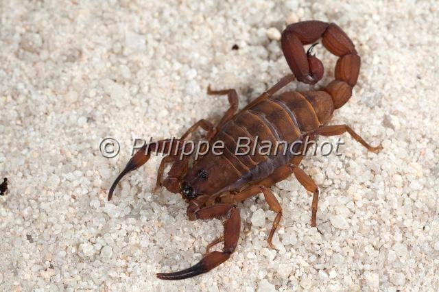 Scorpiones_7769.JPG - Tanzanie, Scorpiones, Buthidae, Scorpion-écorce rouge, Scorpion-écorce tanzanien, ou Scorpion à grosse queue rouillée (Babycurus jacksoni), Tanzanian red bark scorpion