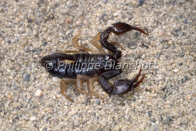 Scorpiones_euscorpius.JPG - France, Hérault (34), Arachnida, Euscorpiidae, Scorpion noir à queue jaune (Euscorpus flavicaudis), European yellow-tailed scorpion