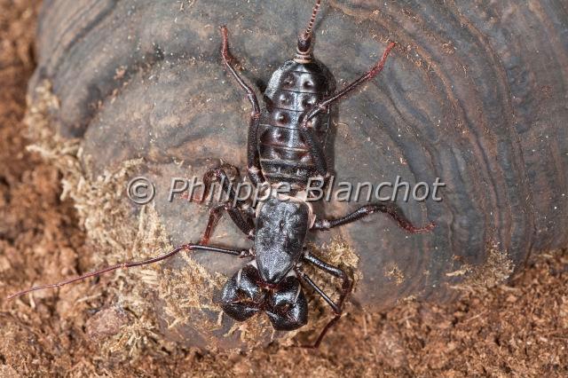 Uropygi_7800.JPG - Etats-Unis, Uropygi, Thelyphonidae, Uropyge, Pisse-vinaigre ou Vinaigrier (Mastigoproctus giganteus), Whipscorpion or Giant Vinegaroon