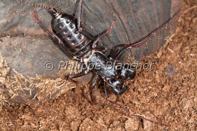 Uropygi_7801.JPG - Etats-Unis, Uropygi, Thelyphonidae, Uropyge, Pisse-vinaigre ou Vinaigrier (Mastigoproctus giganteus), Whipscorpion or Giant Vinegaroon