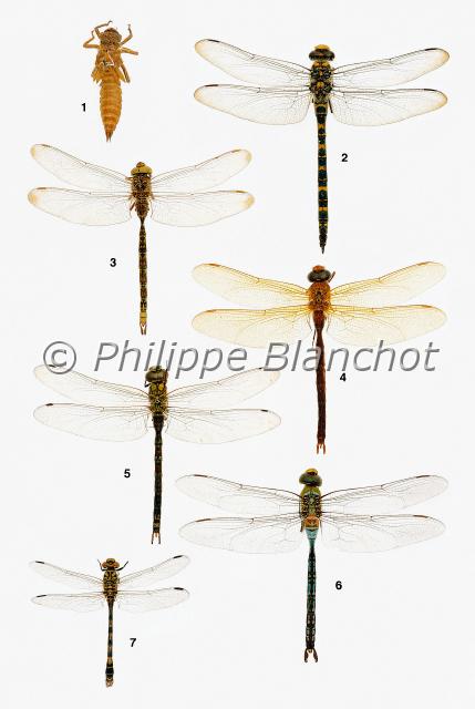 libellules.JPG - in "Le Guide Entomologique"Patrice Leraut et Philippe BlanchotEds Delachaux & Niestlé 2003Odonates1 Exuvie de libellule2 Cordulegaster boltonii (Donovan), Le Cordulégastre annelé, Cordulegastridae3 mâle Boyeria irene FonscolombeL’Aeschne paisible Aeshnidae 4 mâle Aeshna grandis (Linné), La Grande aeschne, 5 mâle Aeshna cyanea (Müller), L’Aeschne bleue, Aeshnidae 6 mâle Anax imperator Leach, L’Anax empereur 7 mâle Onychogomphus forcipatus (Linné), Le Gomphe à pinces