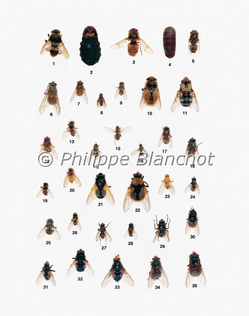 mouches.JPG - in "Le Guide Entomologique"Patrice Leraut et Philippe BlanchotEds Delachaux & Niestlé 2003Diptères1 adulte, 2 pupe Hypoderma bovis (Linné), L’Hypoderme du bœuf, Oestridae3 Gasterophilus intestinalis (De Geer), Le Gastérophile du cheval, Oestridae4 pupe, 5 adulte Oestrus ovis Linné, L’Œstre du mouton, Oestridae6 Phaonia errans (Meigen), L’Aricie vagabonde, Muscidae7 Phaonia tuguriorum (Scopoli), Muscidae8 Melanophora roralis (Linné), Le Mélanophore arrosé, Rhinophoridae9 Phaonia trimaculata (Bouché), Muscidae10 Cephenemyia auribarbis (Meigen), Oestridae11 Pharyngomyia picta (Meigen), Oestridae12 Phaonia subventa (Harris), Muscidae13 Haematobia irritans (Linné), Muscidae14 Stomoxys calcitrans (Linné), La Mouche charbonneuse, Muscidae15 Lispe tentaculata (De Geer), La Lispe tentaculée, Muscidae16 Limnophora tigrina (Am Stein), Muscidae17 Muscina stabulans (Fallén), La Muscine des étables, Muscidae18 Muscina prolapsa (Harris), Muscidae19 Musca domestica Linné, La Mouche domestique, Muscidae20 Phaonia rufiventris (Scopoli), Muscidae21 Mesembrina meridiana (Linné), La Mésembrine du Midi, Muscidae22 Mesembrina mystacea (Linné), La Mésembrine volucelle, Muscidae23 Phaonia pallida (Fabricius), L’Aricie pâle, Muscidae24 Musca autumnalis De Geer, La Mouche automnale, Muscidae25 Graphomya maculata (Scopoli), La Graphomyie tachetée, Muscidae26 Hydrotaea irritans (Fallén), La Mouche irritante, Muscidae27 Hydrotaea dentipes (Fabricius), Muscidae28 Hydrotaea ignava (Harris), Muscidae29 Pollenia vagabunda (Meigen), Calliphoridae30 Pollenia rudis (Fabricius), La Mouche des greniers, Calliphoridae31 Onesia sepulchralis Meigen, L’Onésie sépulcrale, Calliphoridae32 Protocalliphora azurea (Fallén), La Lucilie bleue, Calliphoridae33 Cynomya mortuorum (Linné), La Cynomyie des morts, Calliphoridae34 Calliphora vicina Robineau-Desvoidy, La Calliphore bleue, Calliphoridae35 Calliphora vomitoria (Linné), La Mouc