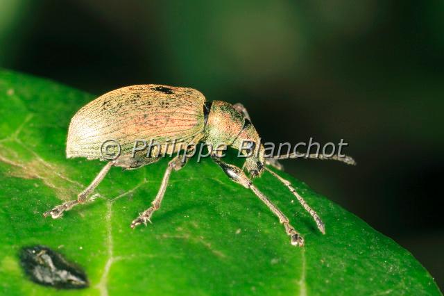 phyllobius.JPG - Phyllobius pomaceusCharançonColeoptera, CurculionidaeHauts de Seine, France