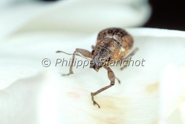 sitona.JPG - Sitona sp.SitoneWeevilColeoptera, CurculionidaeFrance