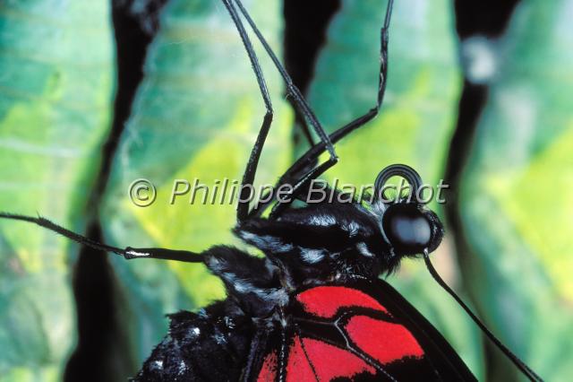 papilio.JPG - Papilio spSwallowtailLepidoptera, PapilionidaeSerre à papilonsFrance