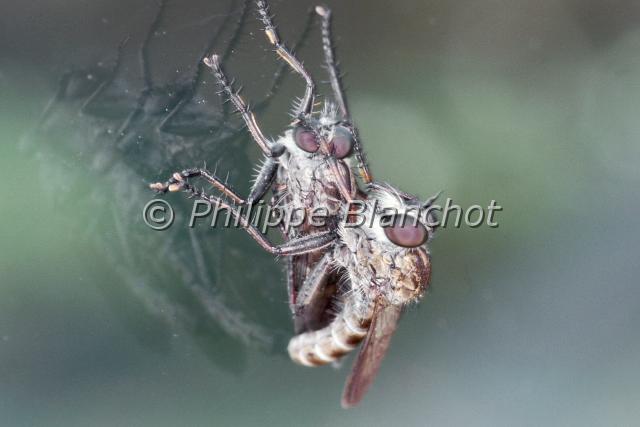 machimus.JPG - Accouplement  de Machimus sp.Diptera, AsilidaeFrance