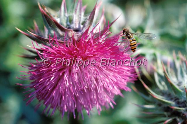 syrphe.JPG - Syrphe sur une fleur de chardonDiptera, SyrphidaeFrance