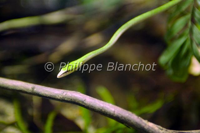ahaetulla.JPG - Ahaetulla spSerpent vert des vignesAsian Vine snakeSquamata, ColubridaeInde