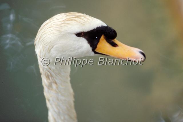 cygne.JPG - Cygne tuberculéCygnus olorMute SwanAnatidésFrance