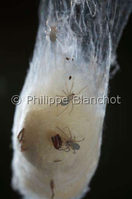 Agelenidae_0043.JPG - France, Araneae, Agelenidae, Cocon de tégénaire avec des jeunes araignées (Tegenaria sp), Dust Spider, in "Portraits d'araignées" de Christine Rollard et Philippe Blanchot, ed. Quae