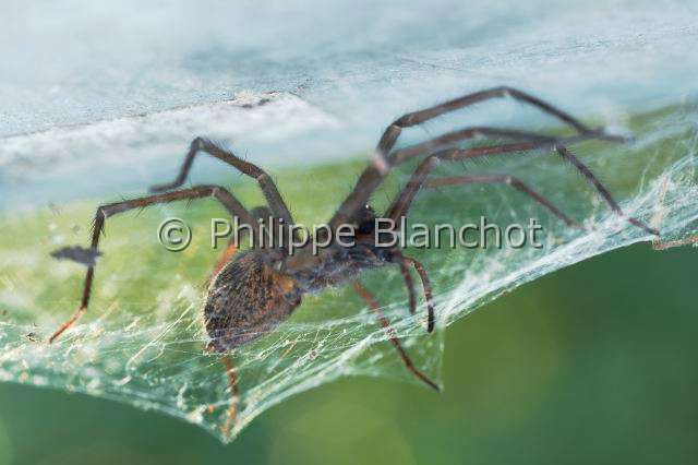 Agelenidae_0280.JPG - France, Araneae, Agelenidae, Araignée Tégénaire noire (Tegenaria atrica) sur sa toile en nappe, Dust Spider, in "Portraits d'araignées" de Christine Rollard et Philippe Blanchot, ed. Quae