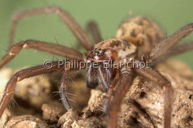 Agelenidae_9331.JPG - France, Araneae, Agelenidae, Araignée Tégénaire noire (Tegenaria atrica), portrait, Dust Spider