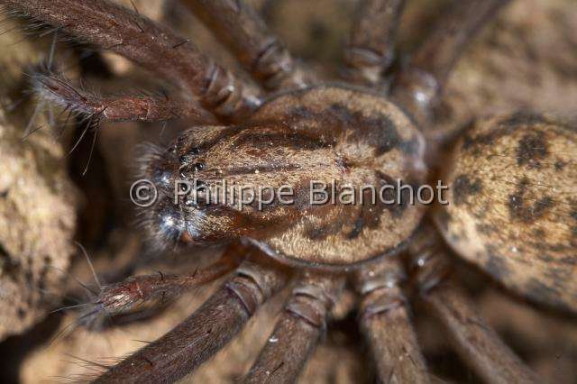 Agelenidae_9336.JPG - France, Araneae, Agelenidae, Araignée Tégénaire noire (Tegenaria atrica), portrait, Dust Spider