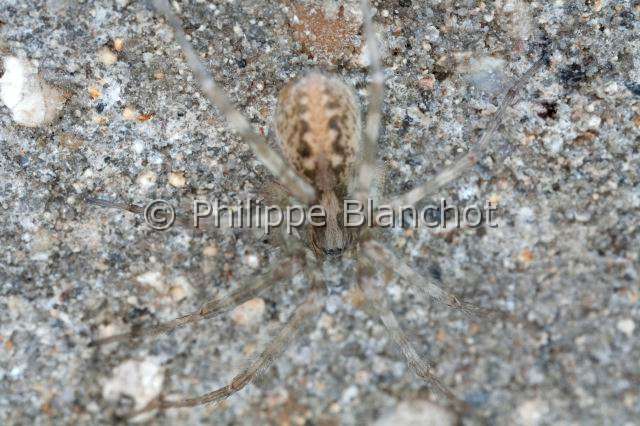 Agelenidae_9351.JPG - France, Araneae, Agelenidae, Araignée Tégénaire (Tegenaria sp), House spider