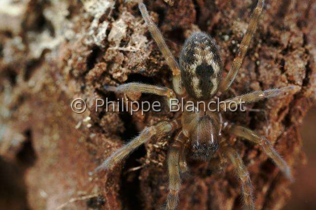Amaurobiidae_3838.JPG - France, Araneae, Amaurobiidae, Araignée, Amaurobe (Amaurobius fenestralis), Lace webbed spider, in "Portraits d'araignées" de Christine Rollard et Philippe Blanchot, ed. Quae