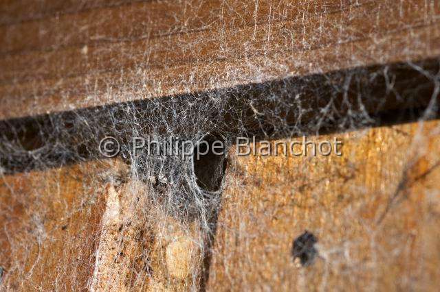 Amaurobiidae_9666.JPG - France, Araneae, Amaurobiidae, Araignée, Amaurobe féroce (Amaurobius ferox), toile cribellate, Lace webbed spider, in "Portraits d'araignées" de Christine Rollard et Philippe Blanchot, ed. Quae