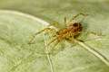 Anyphaenidae_6124