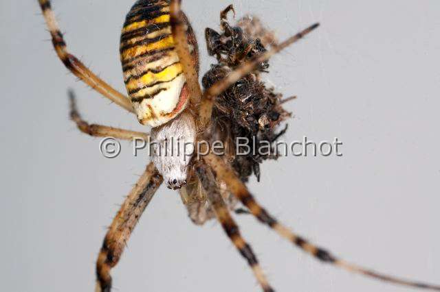 Araneidae_0172.JPG - France, Araneae, Araneidae, Araignée, Argiope frelon ou Epeire fasciée (Argiope bruennichi) avec sa proie, Wasp spider