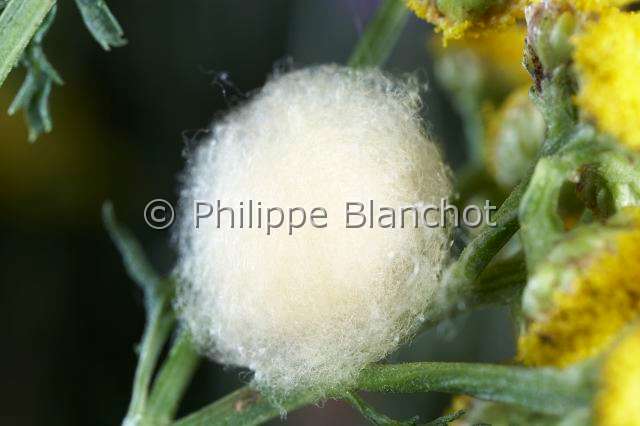 Araneidae_0202.JPG - France, Araneae, Araneidae, Epeire diadème, Araignée des jardins, Araignée porte-croix (Araneus diadematus), cocon, European garden spider, cocoon