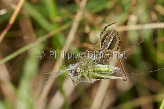 Araneidae_0329.JPG - France, Araneae, Araneidae, Argiope frelon ou Epeire fasciée (Argiope bruennichi), femelle emmaillotant sa proie, une sauterelle, Wasp spider