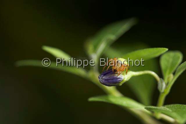Araneidae_0583.JPG - France, Araneae, Araneidae, Araignée courge ou Epeire concombre (Araniella cucurbitina), Cucumber spider