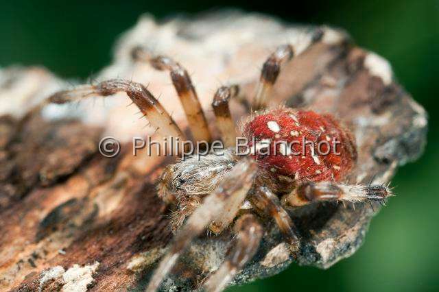 Araneidae_1103.JPG - France, Araneae, Araneidae, Araignée, Epeire carrée ou Epeire à quatre points (Araneus quadratus),Four-spot orb-weaver