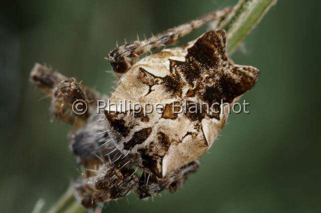 Araneidae_1125.JPG - Portugal, Alentejo, Arraiolos, Araneae, Araneidae, Araignée, Cyrtophore citricole (Cyrtophora citricola), portrait, Tent-Web Spider