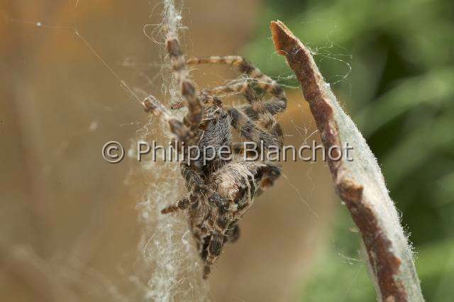 Araneidae_1186.JPG - Portugal, Alentejo, Arraiolos, Araneae, Araneidae, Araignée, Cyrtophore citricole (Cyrtophora citricola), femelle sur sa toile, Tent-Web Spider