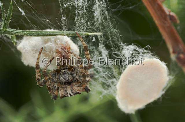 Araneidae_1208.JPG - Portugal, Alentejo, Arraiolos, Araneae, Araneidae, Araignée, Cyrtophore citricole (Cyrtophora citricola), femelle protégeant son cocon, Tent-Web Spider
