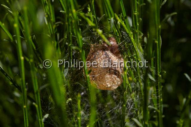 Araneidae_1395.JPG - France, Araneae, Araneidae, Araignée, Argiope frelon ou Epeire fasciée (Argiope bruennichi), cocon, Wasp spider