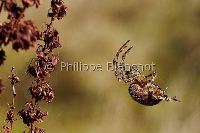 Araneidae_1398.JPG - France, Araneae, Araneidae, Araignée, Epeire carrée ou Epeire à quatre points (Araneus quadratus) sur sa toile, Four-spot orb-weaver