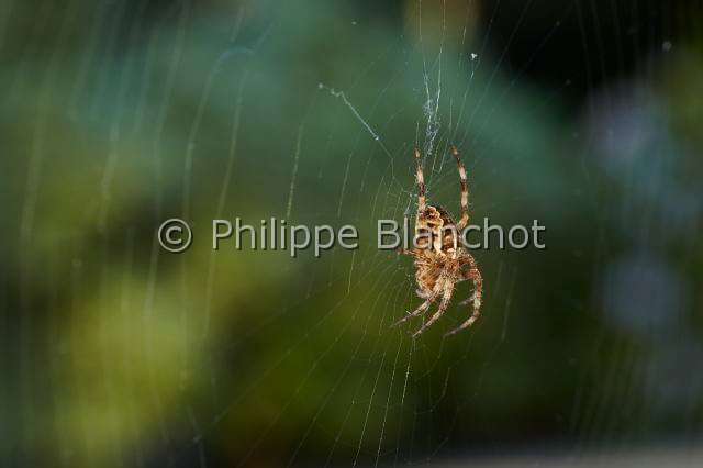 Araneidae_1418.JPG - France, Araneae, Araneidae, Epeire diadème, Araignée des jardins, Araignée porte-croix (Araneus diadematus) sur sa toile, European garden spider on its web