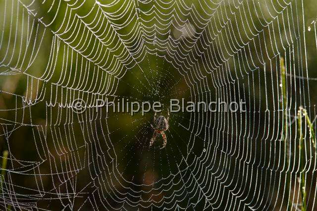 Araneidae_1422.JPG - France, Araneae, Araneidae, Epeire diadème, Araignée des jardins, Araignée porte-croix (Araneus diadematus) sur sa toile avec de multiples perles de rosée, European garden spider on its web with dewdrops