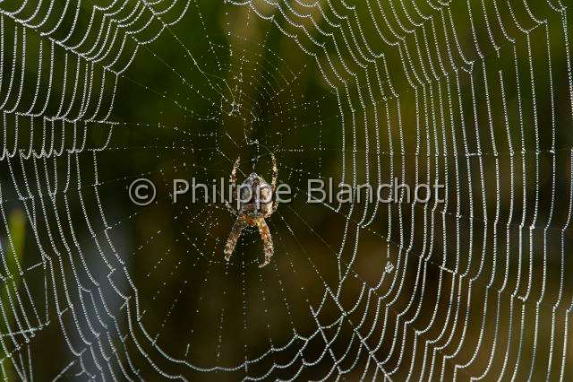 Araneidae_1425.JPG - France, Araneae, Araneidae, Epeire diadème, Araignée des jardins, Araignée porte-croix (Araneus diadematus) sur sa toile avec de multiples perles de rosée, European garden spider on its web with dewdrops
