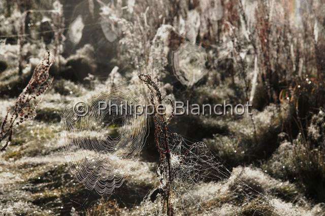 Araneidae_1426.JPG - France, Araneae, Araneidae, nombreuses toiles d'Epeire diadème (Araneus diadematus), Araignée des jardins, Araignée porte-croix (Araneus diadematus) ornée de perles de rosée, Several webs of the European garden spider ornamented with dewdrops