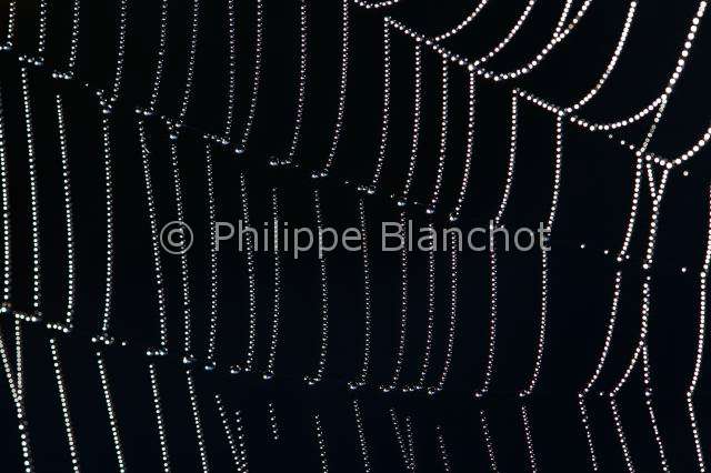Araneidae_1435.JPG - France, Araneae, Araneidae, gros plan d'une toile d'Epeire diadème (Araneus diadematus), Araignée des jardins, Araignée porte-croix (Araneus diadematus) ornée de perles de rosée, Close-up of the web of European garden spider ornamented with dewdrops