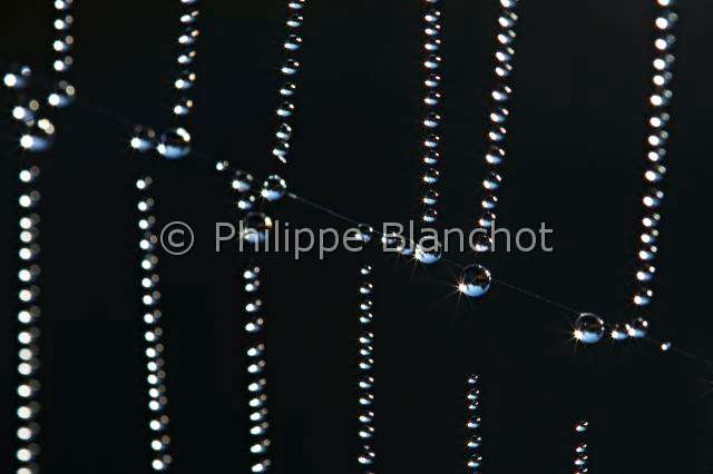 Araneidae_1442.JPG - France, Araneae, Araneidae, gros plan d'une toile d'Epeire diadème (Araneus diadematus), Araignée des jardins, Araignée porte-croix (Araneus diadematus) ornée de perles de rosée, Close-up of the web of European garden spider ornamented with dewdrops