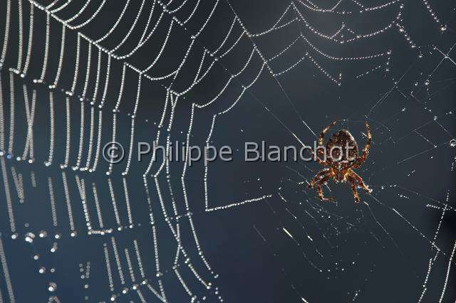 Araneidae_1450.JPG - France, Araneae, Araneidae, Epeire diadème, Araignée des jardins, Araignée porte-croix (Araneus diadematus) sur sa toile avec de multiples perles de rosée, European garden spider on its web with dewdrops