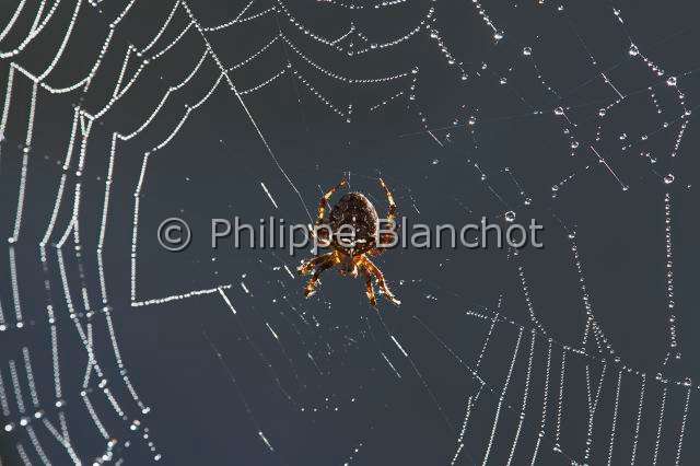 Araneidae_1458.JPG - France, Araneae, Araneidae, Epeire diadème, Araignée des jardins, Araignée porte-croix (Araneus diadematus) sur sa toile avec de multiples perles de rosée, European garden spider on its web with dewdrops